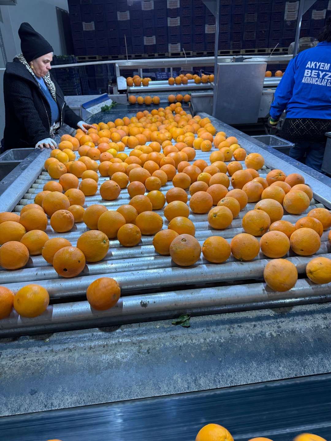 Hasip Kavak Narenciye Ayıklama Hattı Hasip Kavak narenciye seçme ve ayıklama hattı