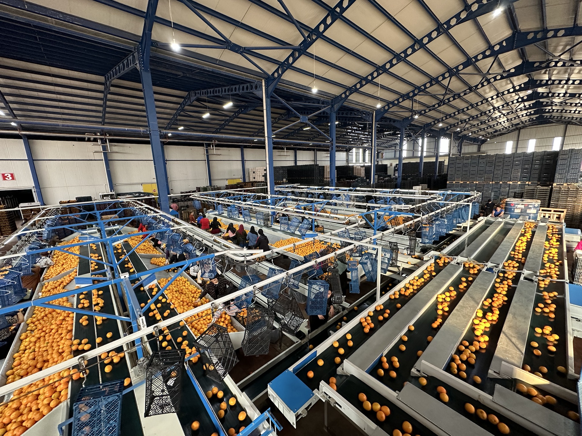 Kavak Teknik Narenciye Paketleme Makinesi Kavak Teknik narenciye seçme ve paketleme makinesi